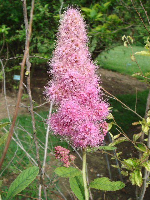 Spiraea douglasii fleur